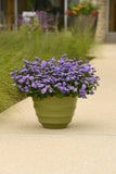 Ageratum - Monarch Magic