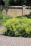 Alchemilla Mollis - Lady's Mantle