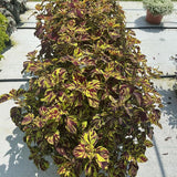Coleus - ChargedUp Prismatic