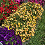 Petunia - Supertunia Honey