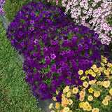 Petunia - Supertunia Royal Velvet