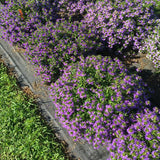 Scaevola - Whirlwind Blue