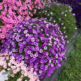 Petunia - Supertunia Mini Vista Indigo