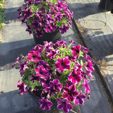 Petunia - Crazytunia Cosmic Pink