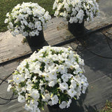 Petunia - E3 Easy Wave White