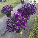 Petunia - E3 Easy Wave Blue