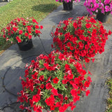 Petunia - E3 Easy Wave Red