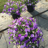 Petunia - E3 Easy Wave Sky Blue