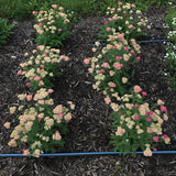 Achillea millefolium - Skysail Bright Pink