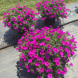 Petunia - Supertunia Vista Jazzberry