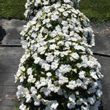 Impatiens - SunPatiens Compact Classic White