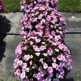 Impatiens - SunPatiens Compact Lavender Splash