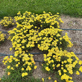 Achillea millefolium - Skysail Yellow