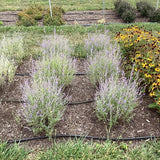 Perovskia Atriplicifolia - Jelena Russian Sage