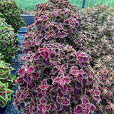 Coleus - Solar Flare