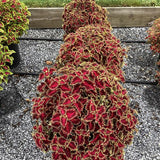 Coleus - Solar Flare