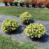 Petchoa - Caliburst Yellow