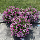 Petunia - Supertunia Hoopla Vivid Orchid