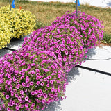 Petunia - Supertunia Mini Vista Plum Veined