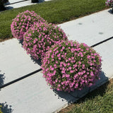 Petunia - Supertunia Mini Vista Pink Cloud