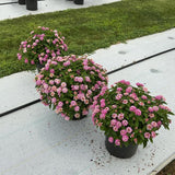 Lantana - Bandolista Pink Lemonberry