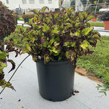 Coleus - Main Street Rodeo Drive