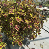 Coleus - ChargedUp Prismatic