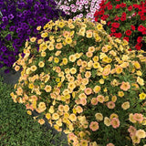 Petunia - Supertunia Honey
