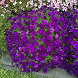 Petunia - Supertunia Royal Velvet