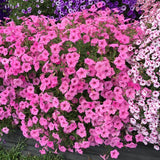 Petunia - Supertunia Vista Bubblegum