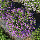 Scaevola - Whirlwind Blue