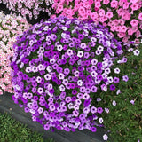 Petunia - Supertunia Mini Vista Indigo