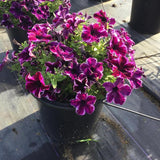 Petunia - Crazytunia Cosmic Pink