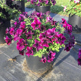 Petunia - Crazytunia Cosmic Purple