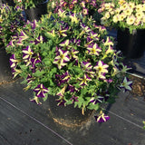 Petunia - Crazytunia Frisky Violet