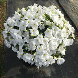 Petunia - E3 Easy Wave White