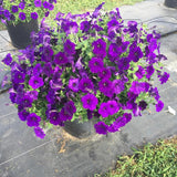 Petunia - E3 Easy Wave Blue