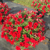 Petunia - E3 Easy Wave Red