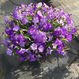 Petunia - E3 Easy Wave Sky Blue