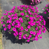 Petunia - Supertunia Vista Jazzberry