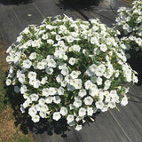 Petunia - Supertunia Vista Snowdrift