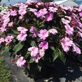 Impatiens - SunPatiens Compact Lavender Splash