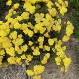 Achillea millefolium - Skysail Yellow
