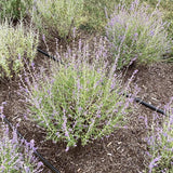 Perovskia Atriplicifolia - Jelena Russian Sage