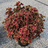 Coleus - Solar Flare