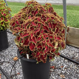 Coleus - Solar Flare