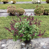 Salvia - Plum Crazy