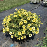 Petchoa - Caliburst Yellow