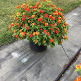 Lantana - Bandolista Red Chili