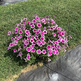 Petunia - Supertunia Hoopla Vivid Orchid